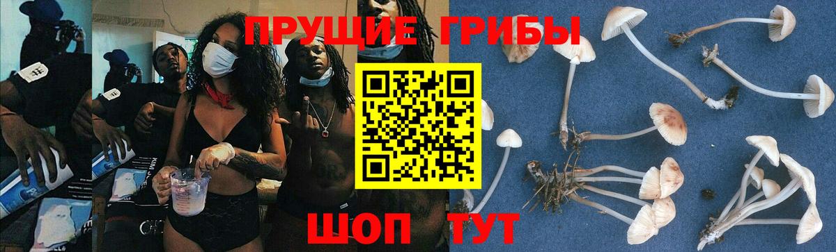 Псилоцибиновые грибы прущие грибы  Вход с VPN  Павлово  Псилоцибиновые грибы прущие грибы 
